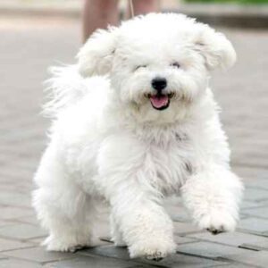 raça Bichon Frisé