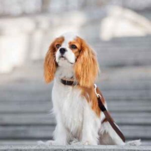raça Cavalier King Charles Spaniel