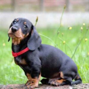raça Dachshund (Cofap)