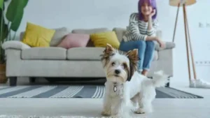 As 10 Melhores Raças de Cachorros Para Quem Mora em Apartamento