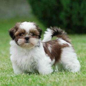 raça Shih Tzu
