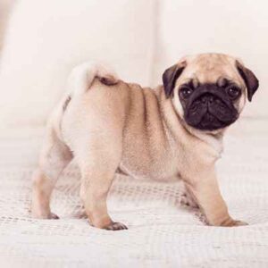 raça Pug