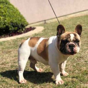 raça Bulldog Francês