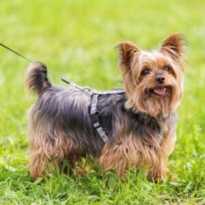 raça Yorkshire Terrier
