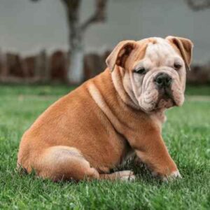raça Buldogue Inglês
